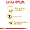 Cocker Adulto